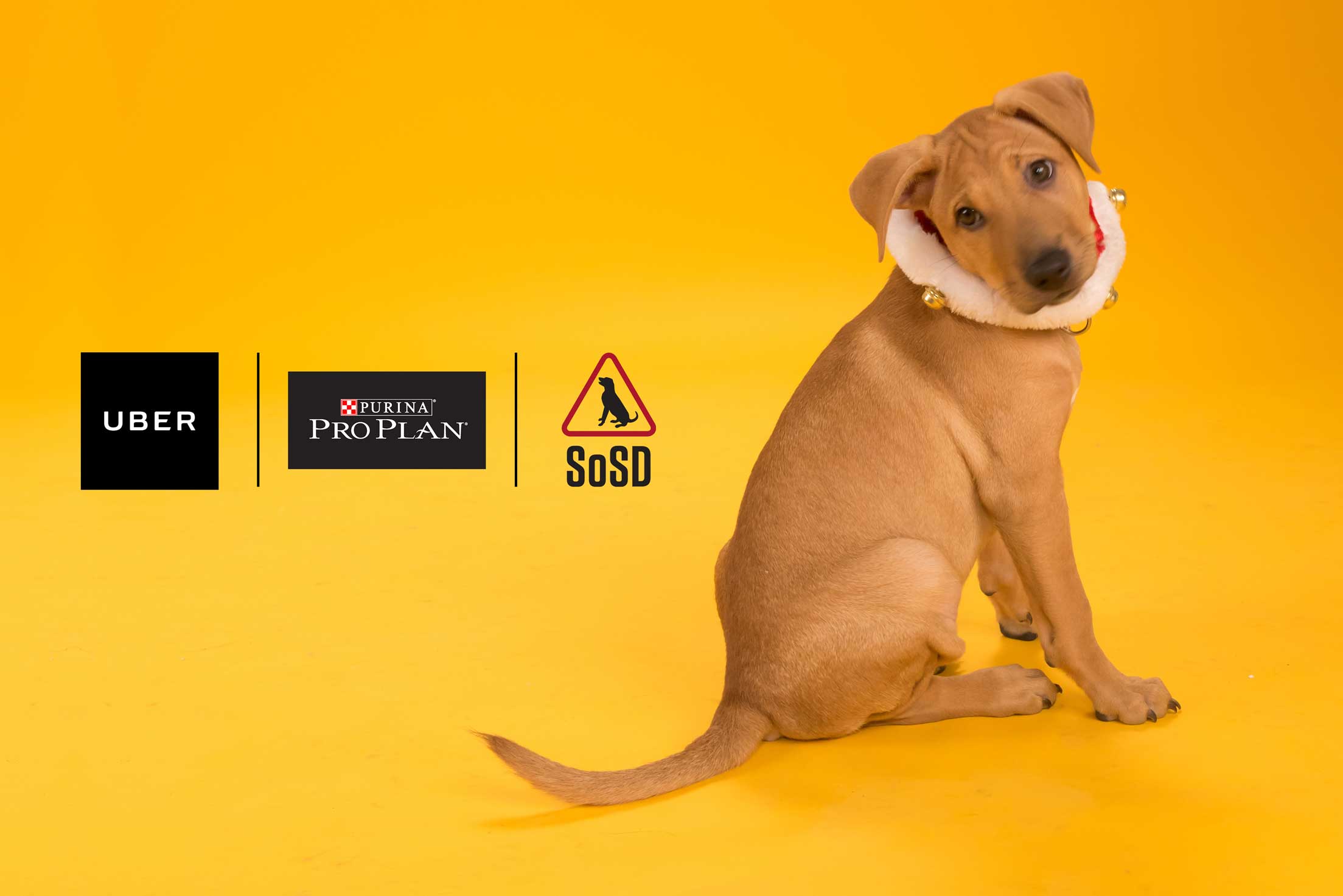 how between puppies uberpuppies is here uber how between puppies uberpuppies is here uber