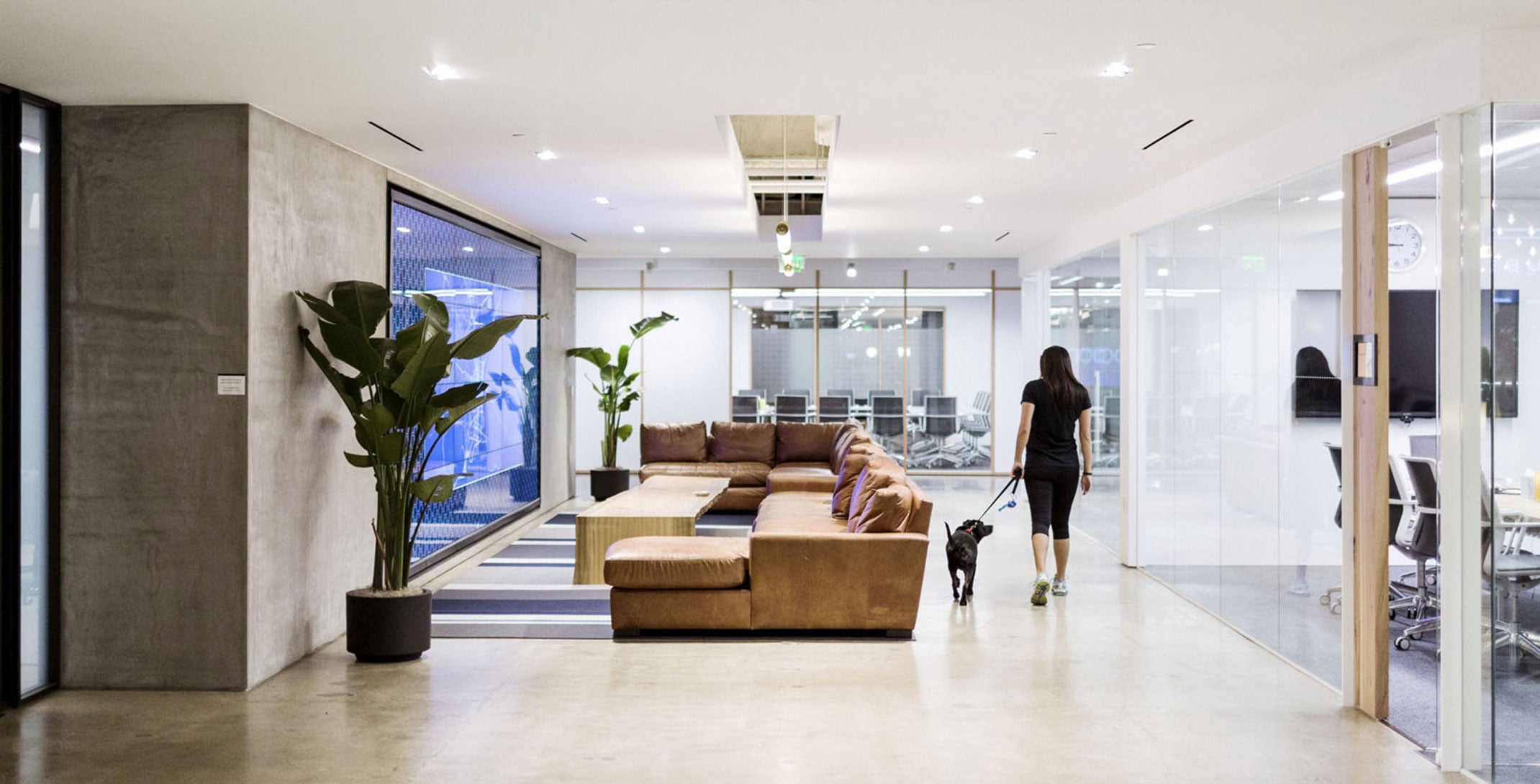 Female employee walks her dog on a leash, through Uber's hallway